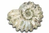 Bumpy Ammonite (Douvilleiceras) Fossil - Madagascar #343831-1
